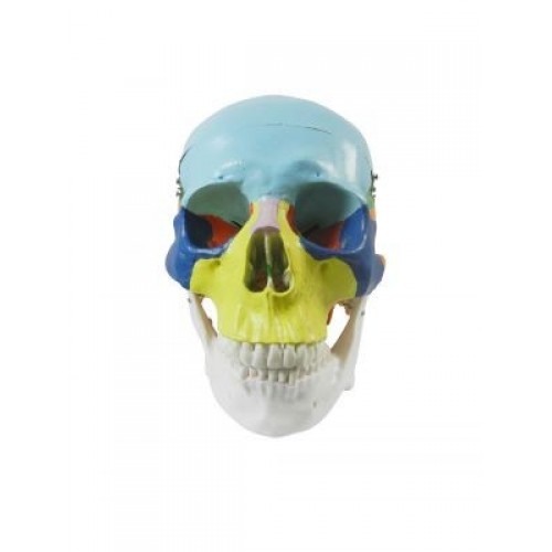 Libral Study Model Skull Multi Coloured