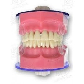 Api Jaw Set And Teeth B-5..